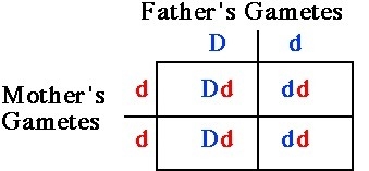 1) Describe how chromosomes and genes are related. (3 points) 2) What is the difference-example-1