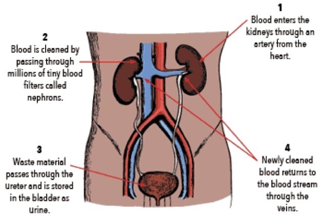 Describe how kidneys work-example-1