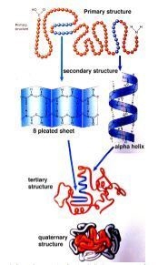 Which statement best explains the level of organization of a protein that explains-example-1