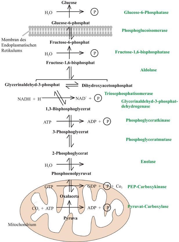 In a ________, multiple enzymes are working together in a multistep process. feedback-example-1