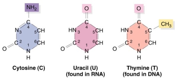 Which nitrogen base most closely resembles cytosine and why?-example-1