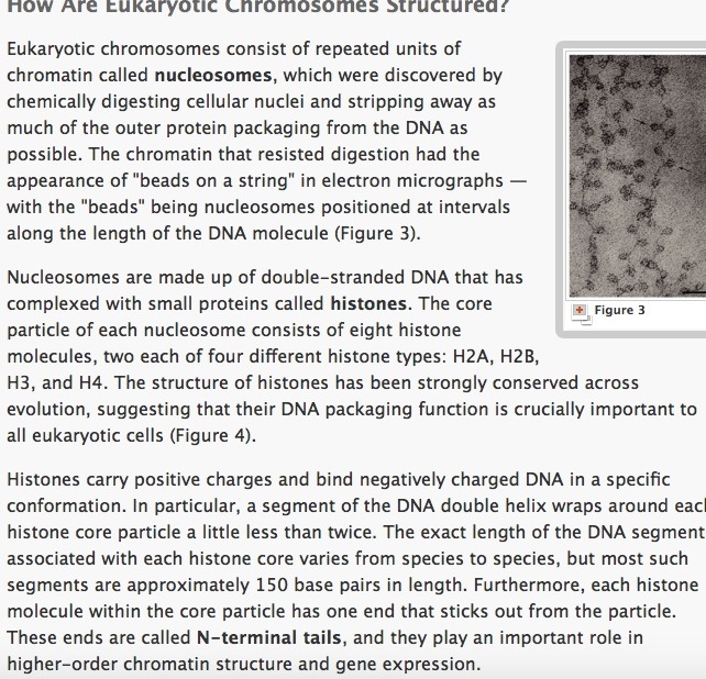 In Eukaryotes, replication occurs along ___________ along the chromosome.-example-1