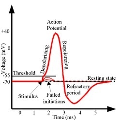 Nancy the neuron has just fired an action potential. Now she cannot fire another action-example-1