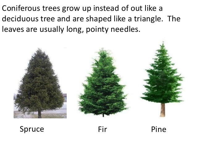 What is a coniferous tree?-example-2