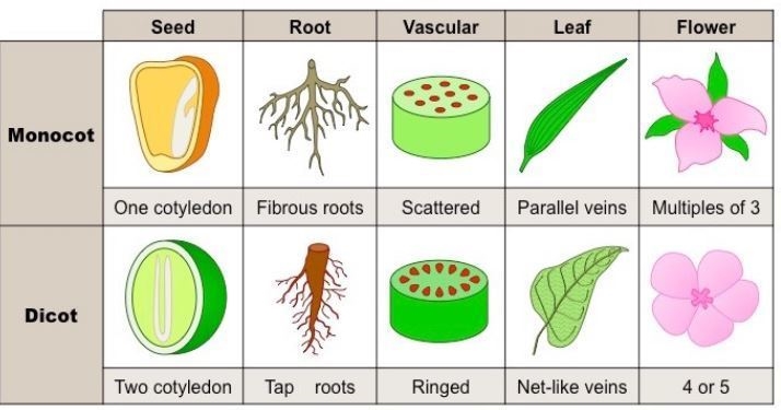 How are monocots and dicots different?-example-1