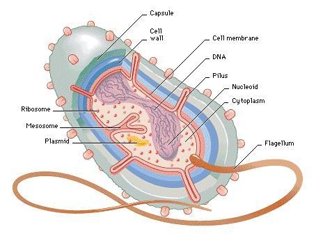 These are singular, relatively long, whip-like organelles that many unicellular organisms-example-1