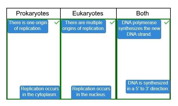 Determine whether the characteristics describe DNA replication in prokaryotes only-example-1