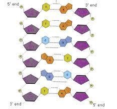 Draw and label a segment of dna showing its helix and complementary base pairing-example-1