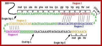 If the UGG codons in Region 1 of trpL were changed to AGG codons, what effect would-example-1