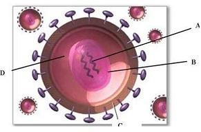 HIV is a retrovirus which contains RNA as its genetic material. Once HIV enters the-example-1