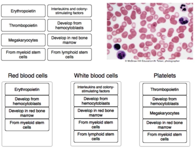 Compare the processes of red blood cell production, white blood cell production, and-example-1