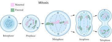 The anticancer drug paclitaxel, derived from the pacific yew has many effects on mitosis-example-1