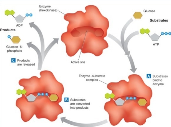 Study the graphic below of an enzymatic reaction. Then match the terms below that-example-1