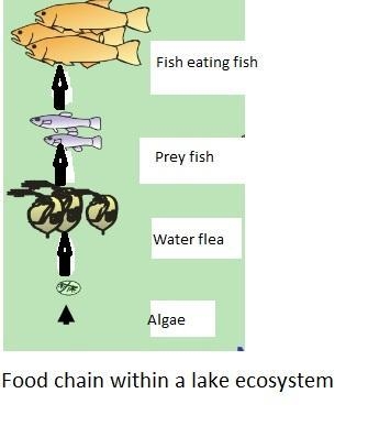 Explain how organisms in lakes are related through the flow of energy. Read More &gt-example-1