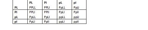 Suppose that a dominant allele (P) codes for a polka-dot tail and a recessive allele-example-1