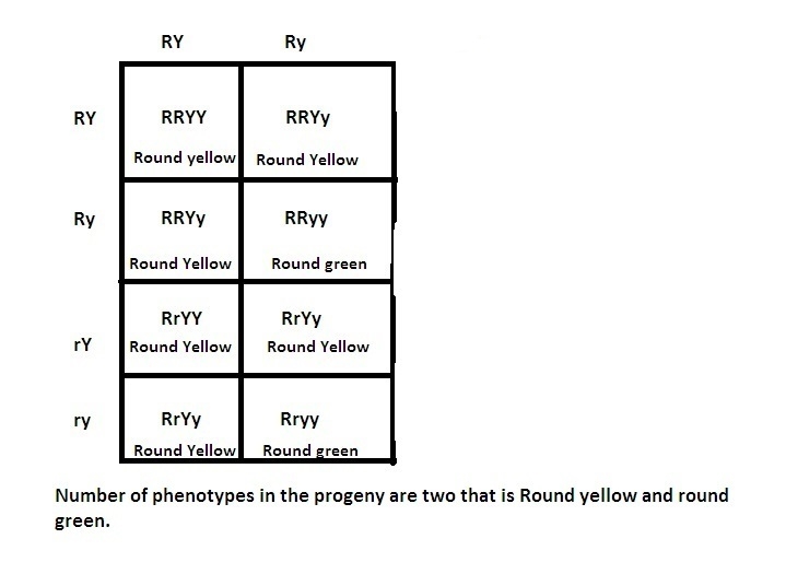 If a pea plant that is herterozygous for rounds, yellow peas is crossed with a pea-example-1