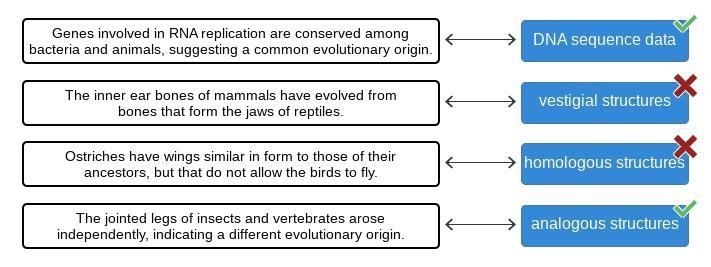 Match the type of of evidence for evolution with the correct example. analogous structures-example-1