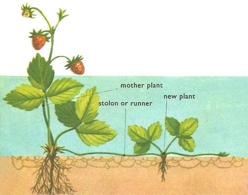 As part of observation in your scientific method, you discover that your strawberry-example-1