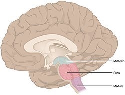 What is a hindbrain and midbrain structure that connects to the spinal cord?-example-1