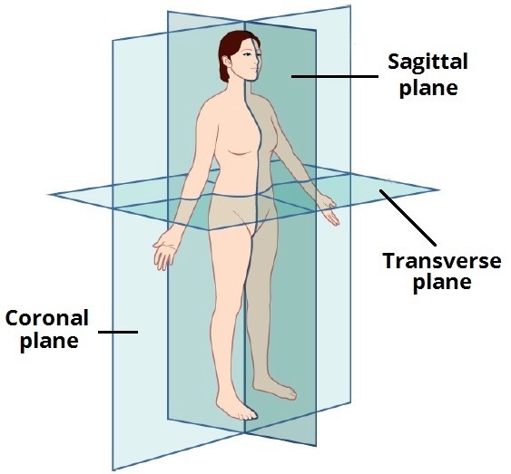 Which sectional planes of the body could show parts of both lungs and the heart?-example-1