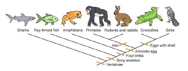 Consider the cladogram. According to the cladogram, which characteristic-example-1