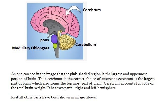 Which part of the brain is indicated by the arrow below? A. Cerebrum B. Cerebellum-example-1