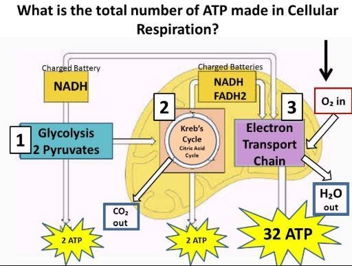 How do living things make use of the energy stored in food molecules?-example-1