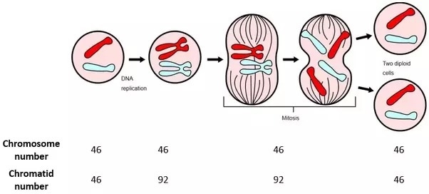 How does meiosis ensure that the chromosome number in each cell remains constant in-example-2