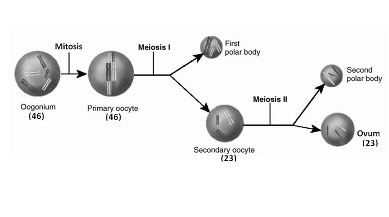 What is one difference between a primary oocyte and a secondary oocyte in humans-example-1