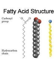 Which describes the basic structure of a fatty acid?-example-1