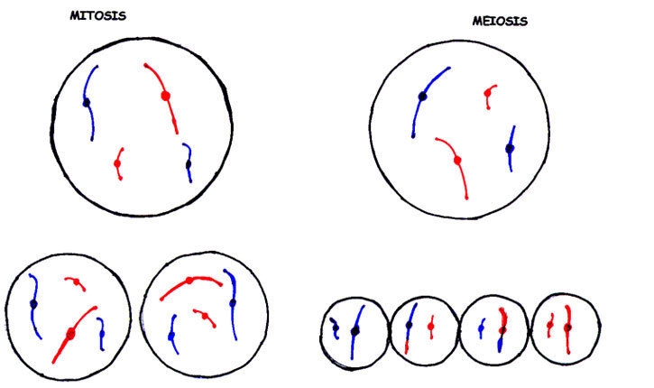 A single-cell diploid organism acquires a deleterious point mutation before entering-example-1