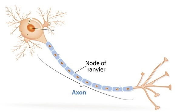 Gaps in the insulating material that surrounds axons are known as ____.​-example-1