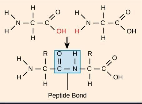 How are two or more amino acids linked together in the formation of peptides and proteins-example-1