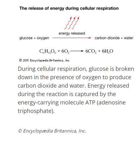 During cellular respiration, food (glucose) molecules are broken down into energy-example-1