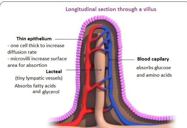 What structures in the small intestine are lined with capillaries that absorb nutrients-example-1