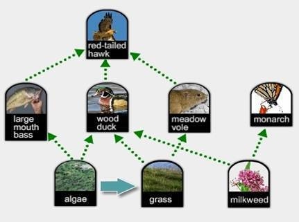 Which statement describes the role of the organism indicated by the blue arrow in-example-1