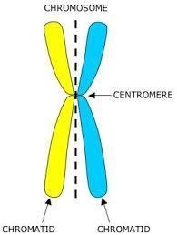 Which best describes a centromere? A. sister chromosomes that are held together by-example-1