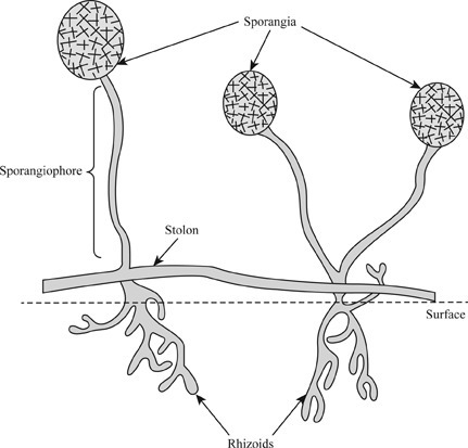 Which of the following correctly describes the relationship between the stolon and-example-1