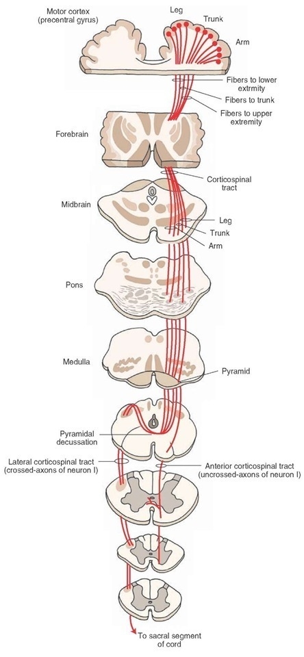 Which part of the brain controls body functions related to skeletal muscles?-example-2