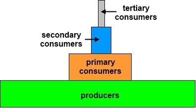 The trophic levels of the energy pyramid above show that A. there is a great amount-example-1