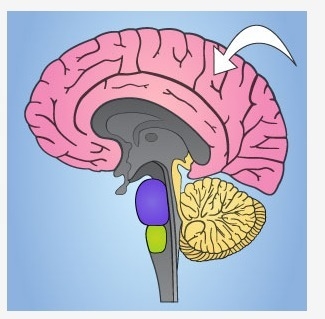 Which part of the brain is indicated by the arrow below? A. Cerebrum B. Cerebellum-example-1