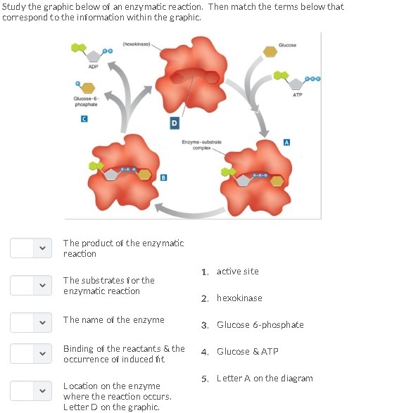 Study the graphic below of an enzymatic reaction. Then match the terms below that-example-1