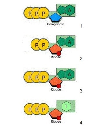 Which of the these diagrams show an ATP molecule?-example-1