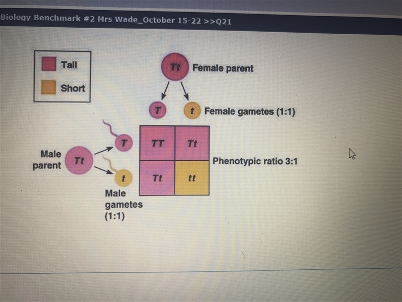 PLEASE HELP GRAPH AND ANSWERS BELOW Which of the following Mendel’s laws best explains-example-1