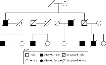 What type of inheritance patterns are exhibited by the pedigree, and how are the affected-example-1