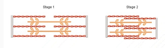 What does Stage 1 represent? a. a muscle that is fully contracted b. a muscle that-example-1