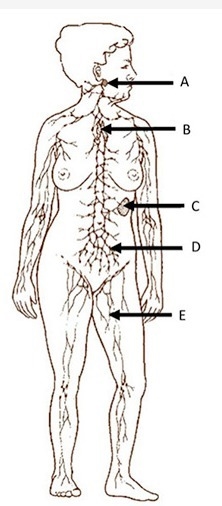 What is the most accurate description of the structure labeled B? (A) Thymus gland-example-1