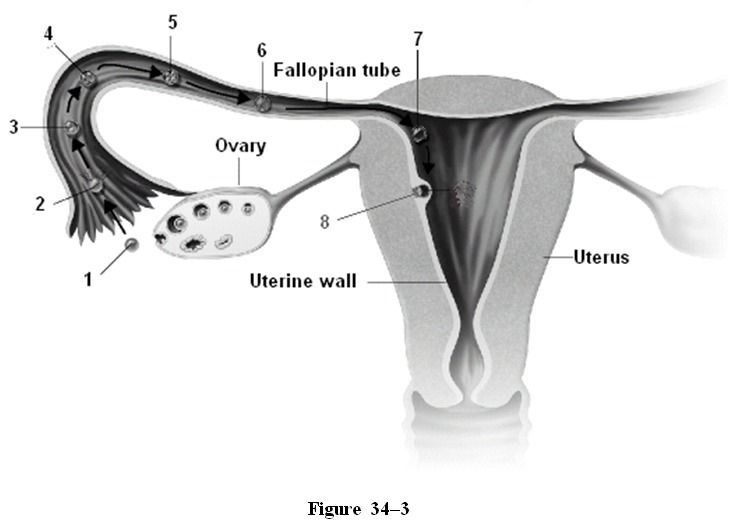 What is occurring in step 1 in Figure 34–3? fertilization formation of a zygote ovulation-example-1