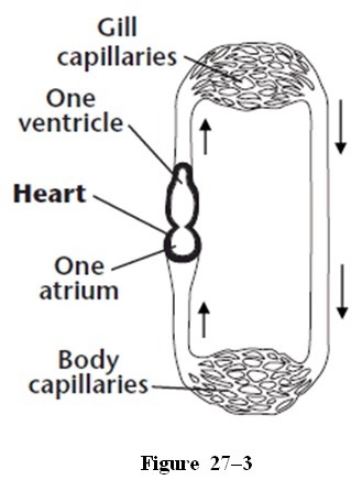 As shown in Figure 27–3, the ventricle in a single-loop circulatory system is responsible-example-1