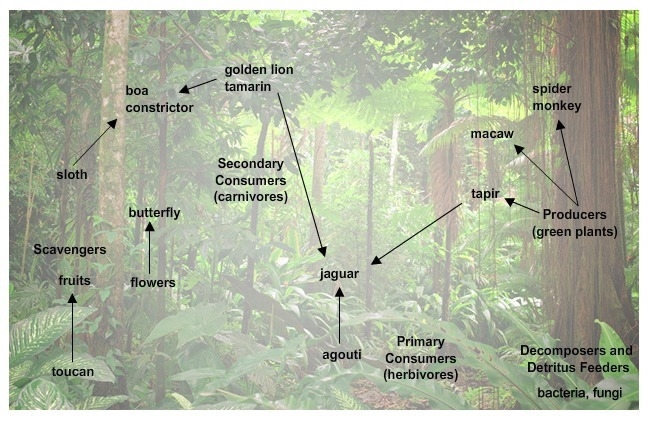 HELP!!! 40 POINTS! 40 PTS!! The image shows a rain forest ecosystem. The energy from-example-1